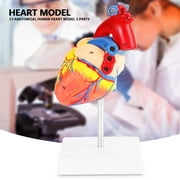 Qiilu 1: 1 Anatomical Human Life Size Heart Model Medical Cardiovascular 2 Parts, Life-size Heart Model, Medical Heart Model