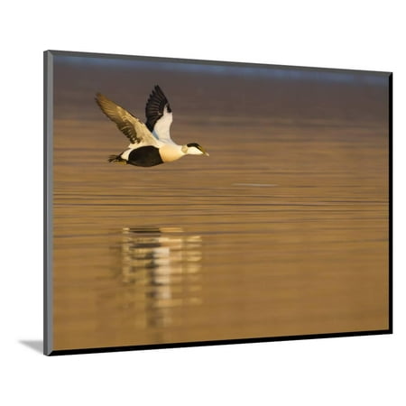 White Water Marks On Wood Male Eider (Somateria Mollissima) in Flight over Water, Aberdeenshire , Scotland, UK, February Wood Mounted Print Wall Art By Mark Hamblin ()