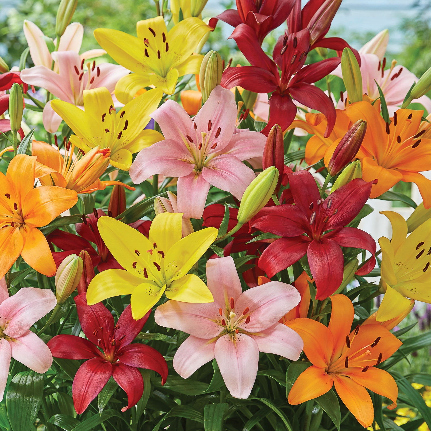バルーンきんちゃく♡Lilly 他2点 Expert Gardener Lily Bold Mix Set of 4 Dormant Bulbs Multi-Color