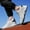 White, variant on Daolelai Men's 10Cm Height Increase Sports Shoes Men's Sports Shoes New Style Breathable All-Match Sports Shoes Woven Trendy Shoes Casual Mesh Running Shoes
