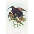 thumbnail image 2 of Gould, John 11x14 Gold Ornate Wood Framed with Double Matting Museum Art Print Titled - Drepanornis albertisi-Black-billed Sicklebill Bird of Paradise, 2 of 4