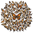 thumbnail image 5 of Realistic Butterfly Stickers, Waterproof Butterfly Sticker for Water Bottle Laptop Phone Cases Planner Skateboard Luggage Helmet Party Favor Decor, Ideal for Adults Teens Teacher Rewards, 5 of 9