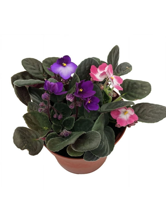 Novelty African Violet - 4" Pot - Best Blooming Plant