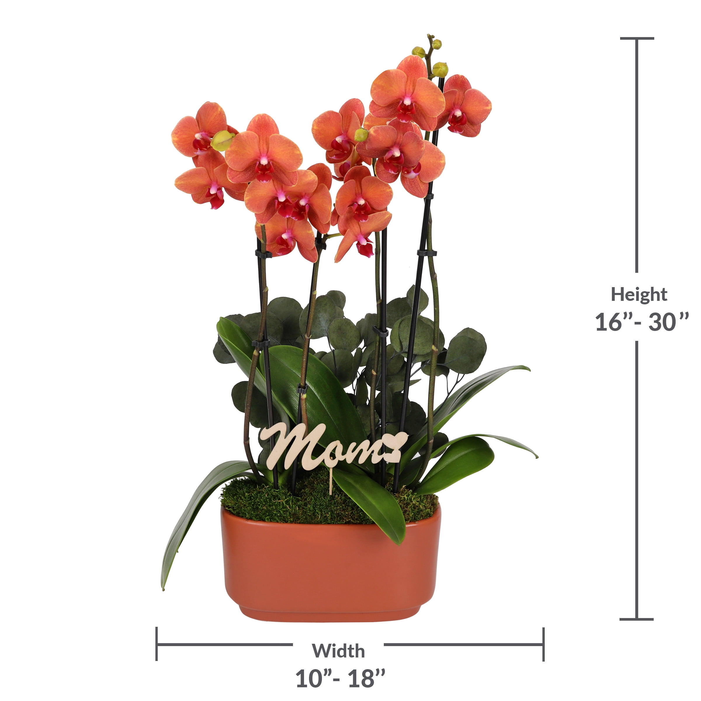Live 10in Salmon Orchid Duo in Orange Pot with 'Mom' Pick and Eucalyptus - Perfect Gift