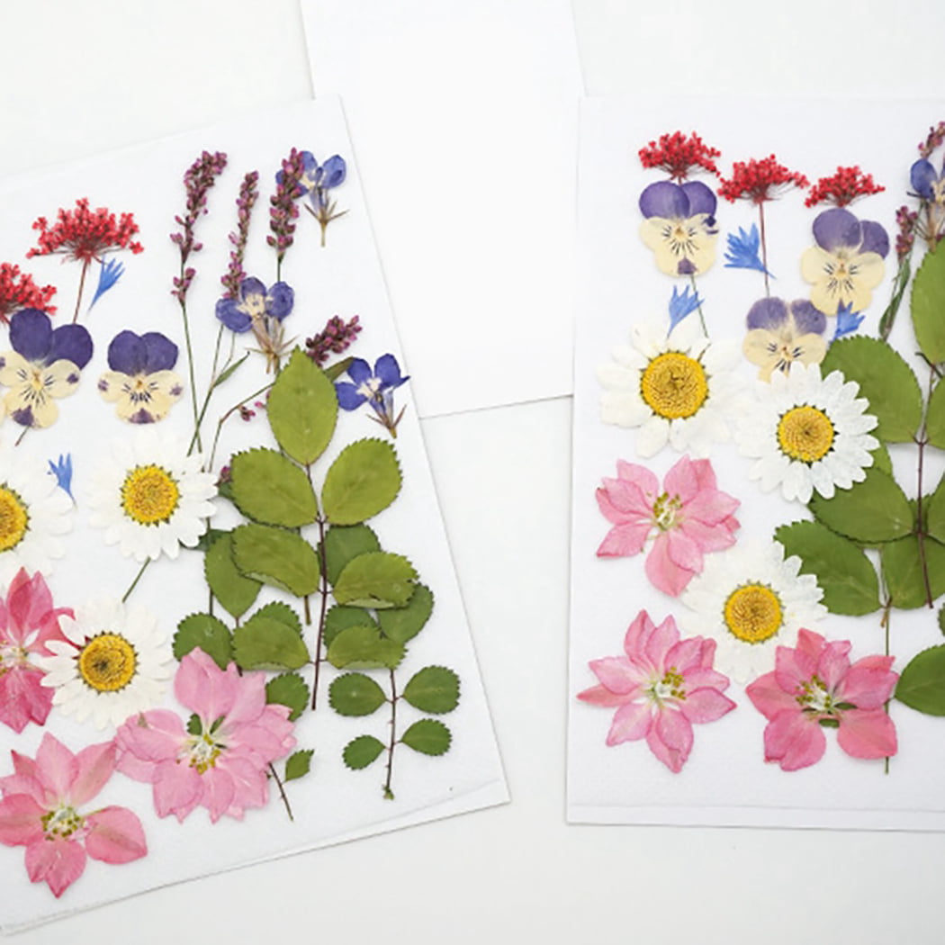 Dried Pressed Flowers for Crafts – Natural Flowers and Leaves Mix Pack –  DOMEDBAZAAR