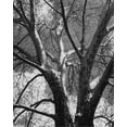 thumbnail image 2 of Harper, Ethan 26x32 Black Ornate Wood Framed with Double Matting Museum Art Print Titled - Classic Birch II, 2 of 4