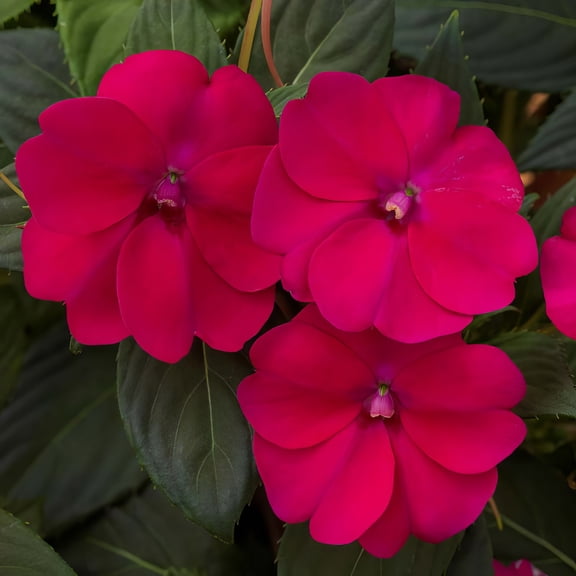 2.5 in. Sunpatiens Compact Royal Magenta Improved Live Annual Plant with Magenta Flowers (6-Pack)