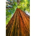 thumbnail image 2 of Perry, William 13x18 Black Ornate Wood Framed with Double Matting Museum Art Print Titled - Green towering tree-Redwoods National Park-Newton B Drury Drive-Crescent City-California, 2 of 4