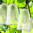 thumbnail image 4 of 50 Pieces Grapes Fruit Protection Bag. Reusable Fruit Organza Bag Mesh Mesh Bags, 4 of 5