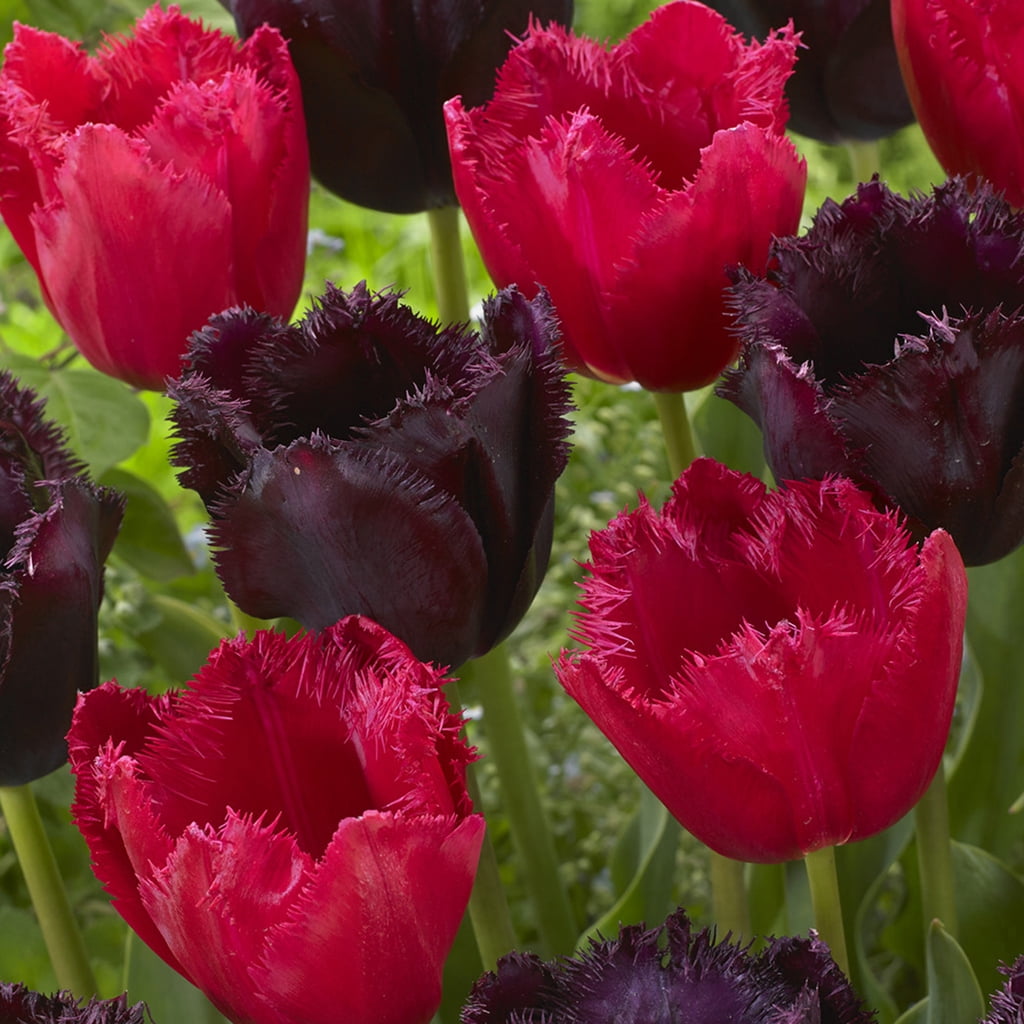 Van Zyverden Tulips Havana Nights Blend Plant Bulbs (15 Count)