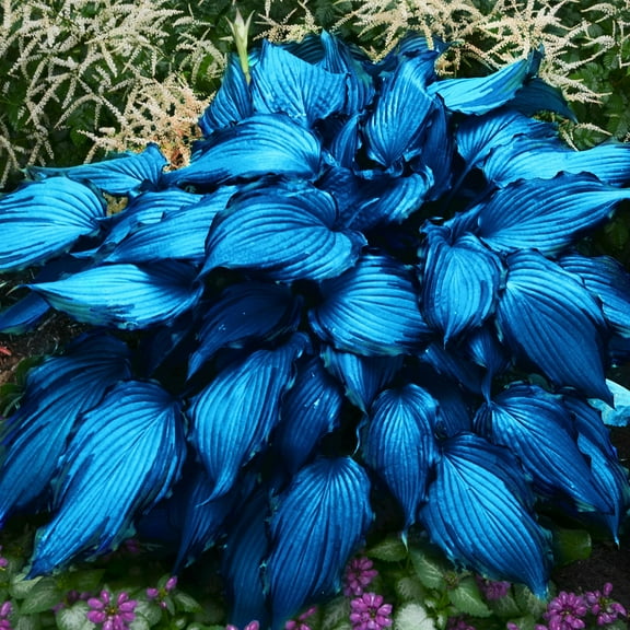 Floranza Hosta Seeds - 200 Blue MVR1 with Metallic Shine Hosta Plants, Medium to Large Size Perennials, for Shade Gardens, Borders & Landscaping