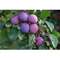 thumbnail image 6 of Pitted Prunes, 1 Pound — Raw, Vegan, Kosher — by Food to Live, 6 of 6
