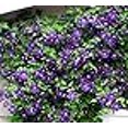 thumbnail image 2 of Jackmani Clematis Vine - Velvety-Purple - 2.5" Pot, 2 of 4