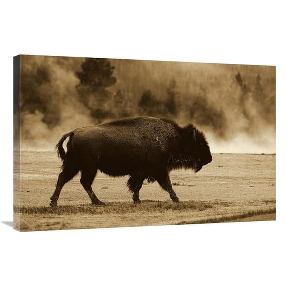 24 x 36 in. American Bison Male Near Hot Springs, Yellowstone National Park, Wyoming - Sepia Art Print - Pete Oxford