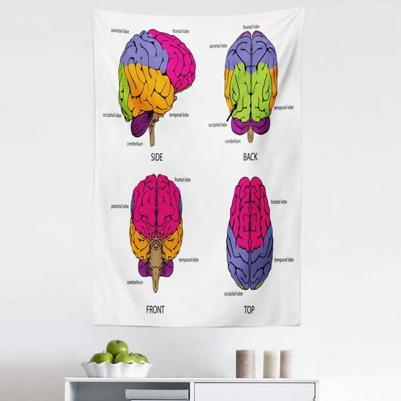 Science Tapestry, Human Brain from All Sides with Sections in Colorful Design Explanatory Texts, Fabric Wall Hanging Decor for Bedroom Living Room Dorm, 5 Sizes, Multicolor, by Ambesonne