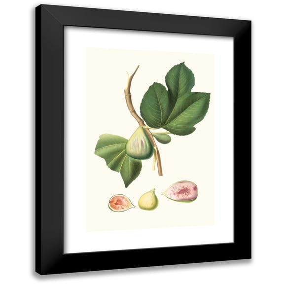 Giorgio Gallesio 11x14 Black Modern Framed Museum Art Print Titled - Fico Paraiseo. (Ficus Loaded Bifera; Fig) (1817-1839)