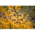 thumbnail image 2 of 25 American WITCH HAZEL Hamamelis Virginiana Alder Shrub Tree Yellow Flower Seeds, 2 of 9