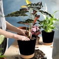 thumbnail image 4 of West Bay 6-Pack Self Watering Planters, Indoor Outdoor Large Flower Pot Plant Pots with Drainage Holes and Saucers, 8, 7, 6.5, 6, 5.5, 5 Inches, Black, 4 of 8