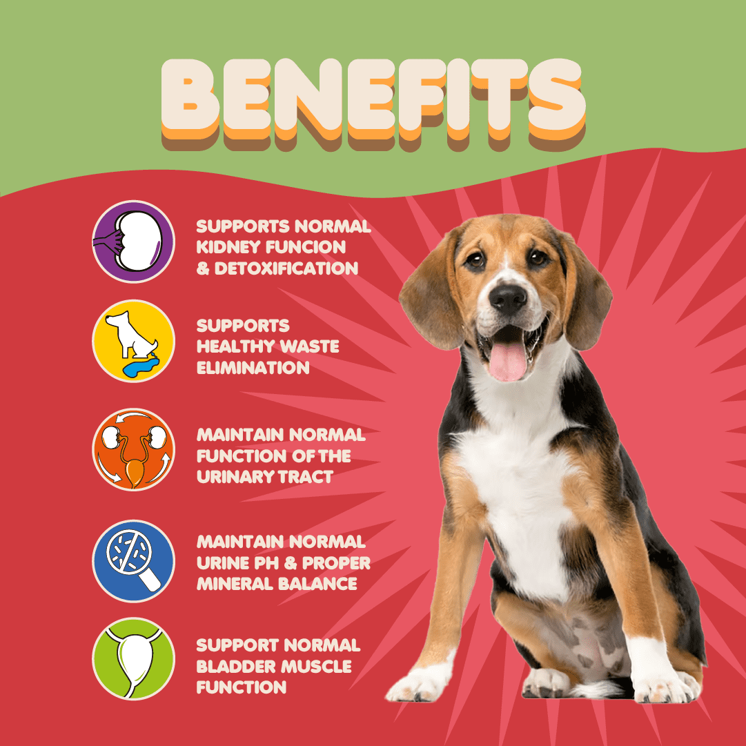 Dog uti treatment clearance walmart
