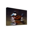 thumbnail image 2 of Trademark Fine Art 'Ruddy Duck' Canvas Art by Wilhelm Goebel, 2 of 3
