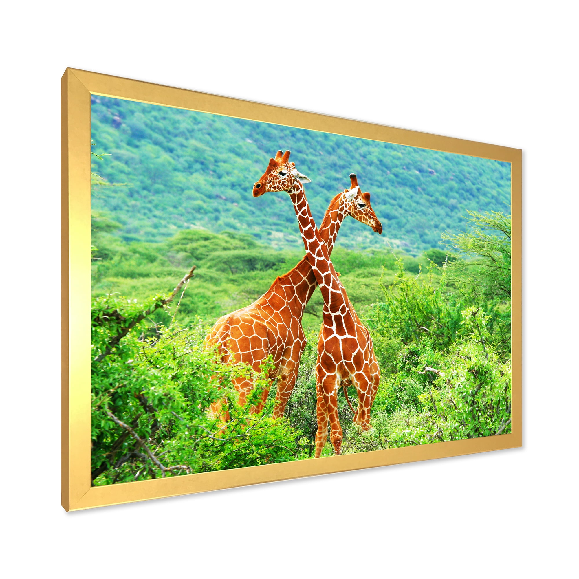 Designart 'Two Giraffes Fighting In Lush Green Wild' Farmhouse Framed Art Print