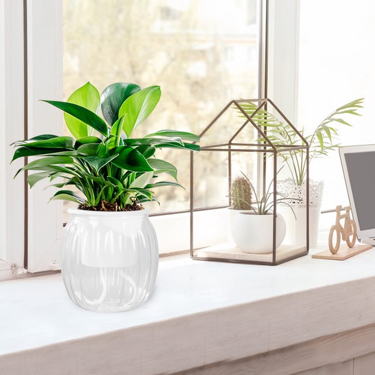 palmlilie kübel Jetzt Palmlilie 'Variegata' online kaufen bei Bohlken Pflanzenversand –  Bohlken Pflanzenversand GbR main image 0