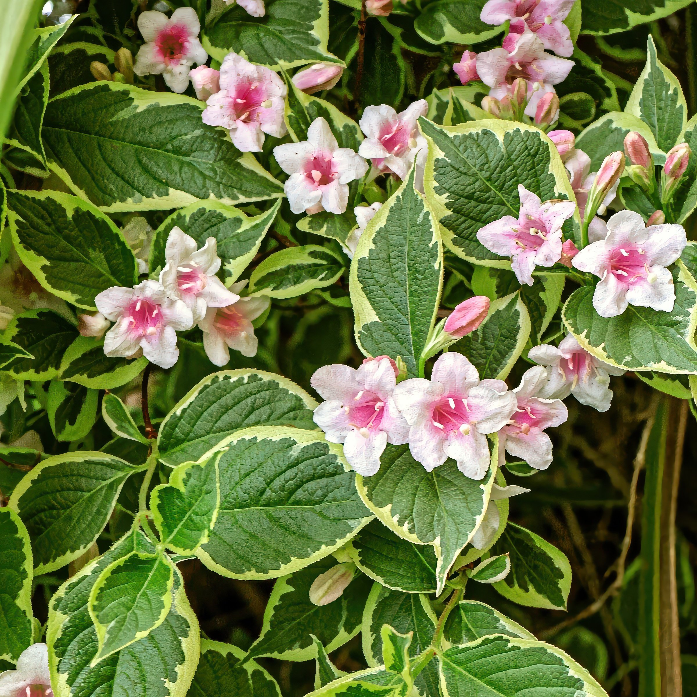 National Plant Network 4 in. Variegated Weigela Shrub (3-Pack)