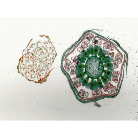 Monocot (Lily) and Dicot (Buttercup) Flower Buds Comparison; Cross Section by Go Science Crazy price history on PriceWatchPro