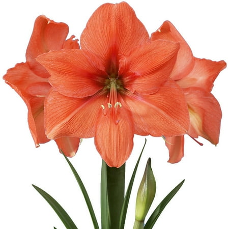 EuroBlooms Amaryllis Value 3-Pack Desire with Pots and Soil
