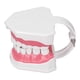 thumbnail image 2 of Modelo de Diente, Modelo de Dientes Cepillado de Dientes Modelo de Diente Humano Modelo de Enseñanza Dental Solución Innovadora NikouMX herramienta, 2 of 8