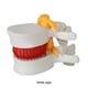 thumbnail image 5 of Speravity Modelo de vértebras lumbares, herramienta de enseñanza fácil y eficaz, herramienta de enseñanza médica, modelo de accesorios Material de laboratorio blanco, 5 of 6