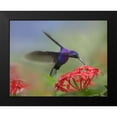thumbnail image 2 of Fitzharris, Tim 24x20 Black Modern Framed Museum Art Print Titled - Violet Sabrewing Hummingbird, 2 of 5