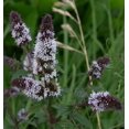 thumbnail image 1 of 250 PEPPERMINT MINT Mentha Piperita Herb Flower Seeds, 1 of 3