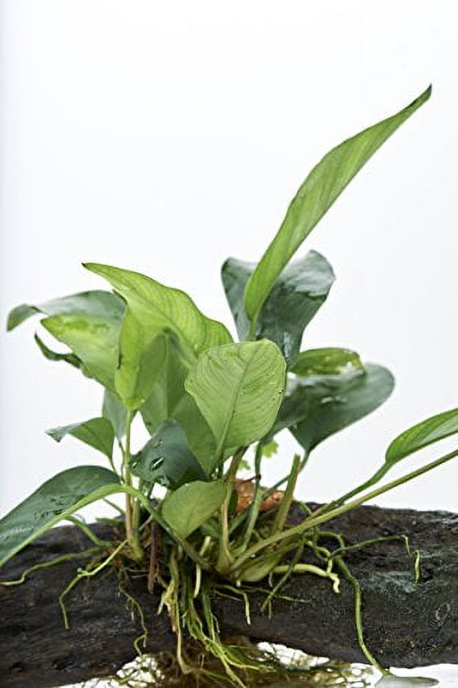 Anubia Plant on Driftwood (8-12 Inches)