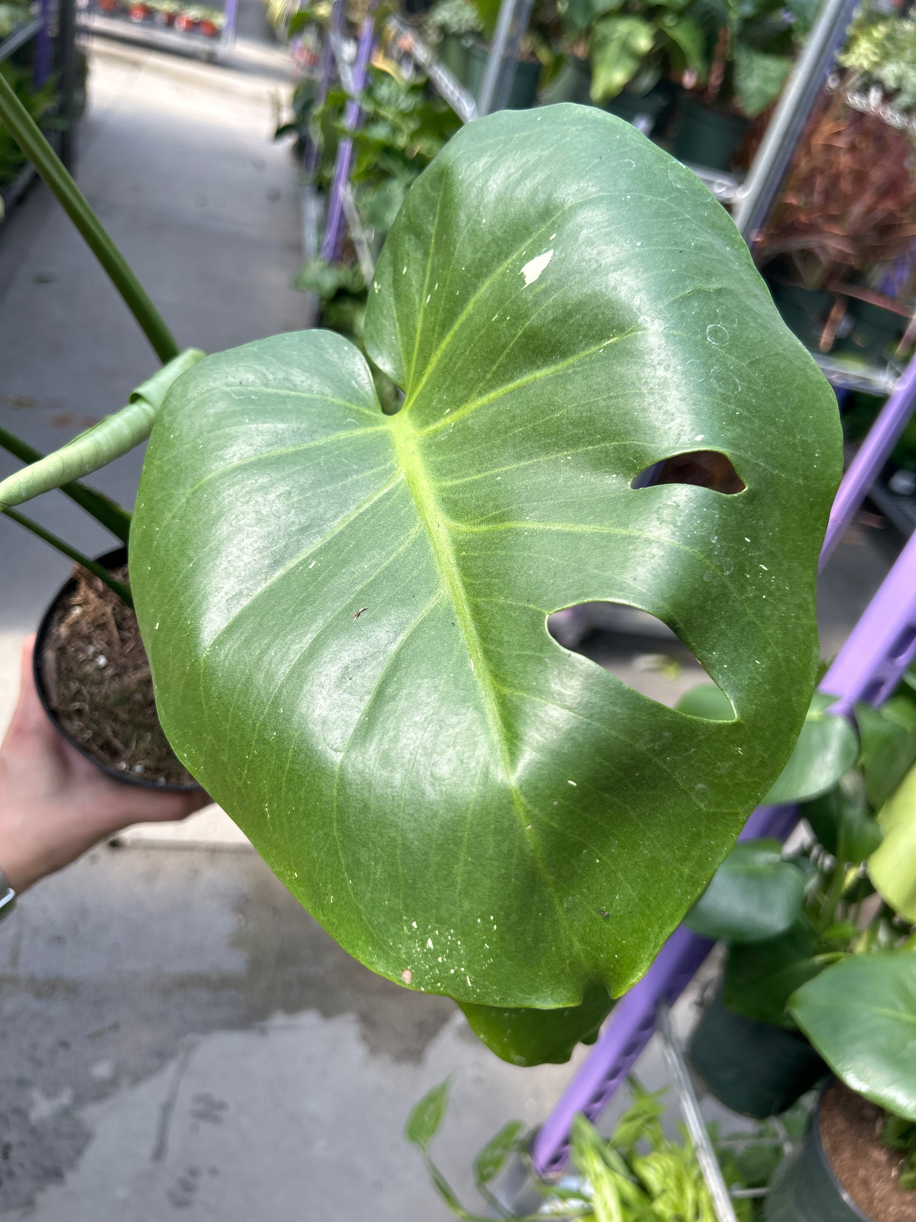 RedCrocus Swiss Cheese Plant Monstera deliciosa Indoor Tropical Plant Large Foliage Bright Indirect Light Easy Care Pet Warning 6" Pot