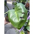 thumbnail image 4 of RedCrocus Swiss Cheese Plant Monstera deliciosa Indoor Tropical Plant Large Foliage Bright Indirect Light Easy Care Pet Warning  6" Pot, 4 of 13