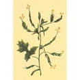 thumbnail image 3 of PI Collection 13x18 Black Modern Framed Museum Art Print Titled - Hedge Mustard, 3 of 5