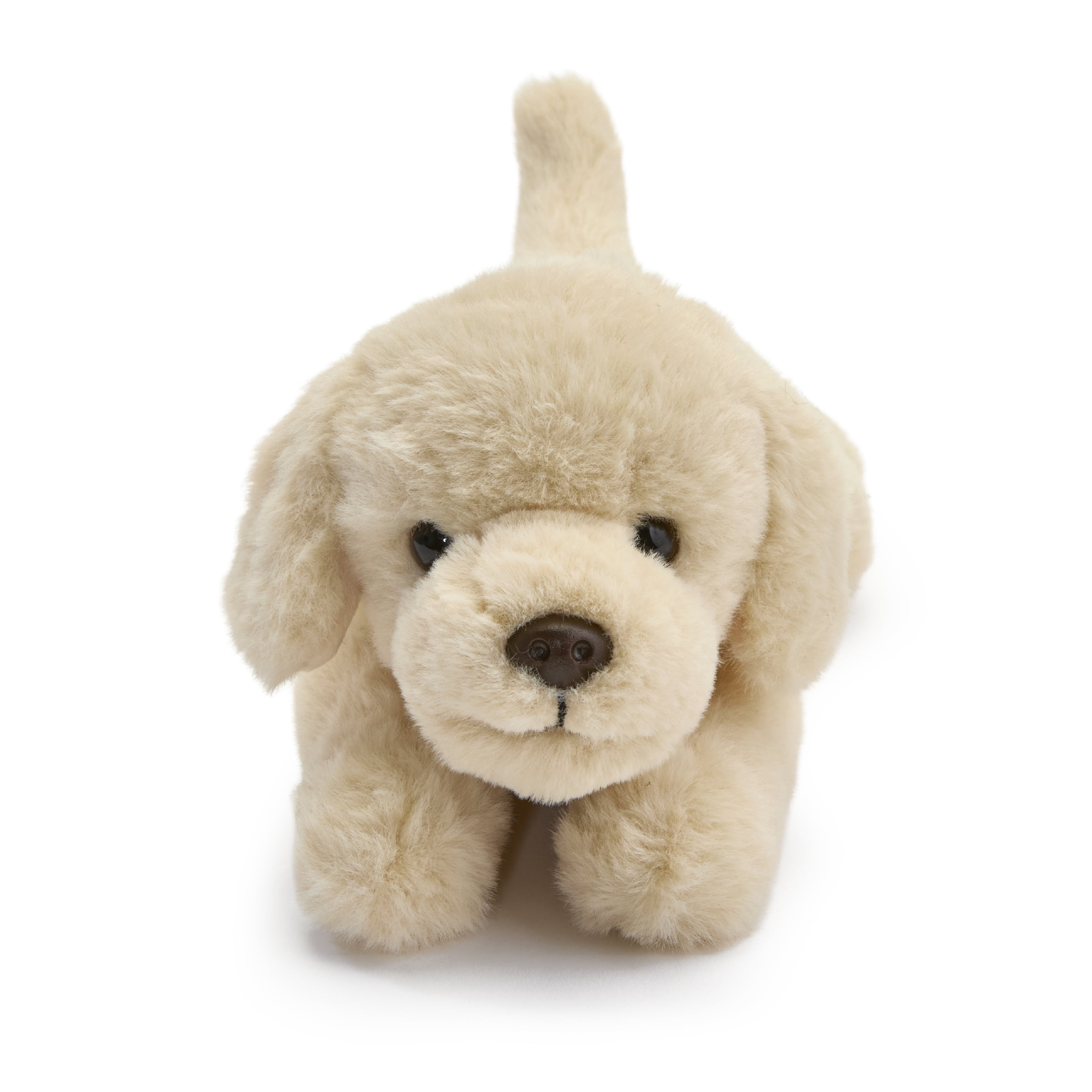 Labrador