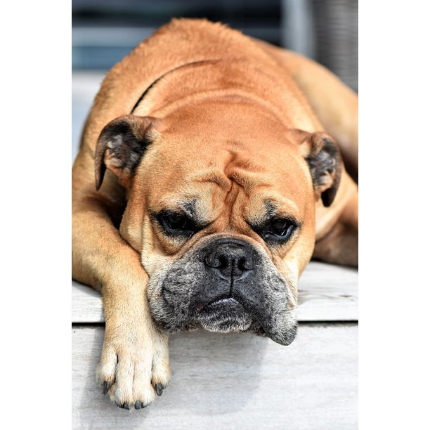 Animal Portrait Continental Bulldog Pet Animal Dog Inch By 30 Inch Laminated Poster With Bright Colors And Vivid Imagery Fits Perfectly In Many Attractive Frames Walmart Com Walmart Com