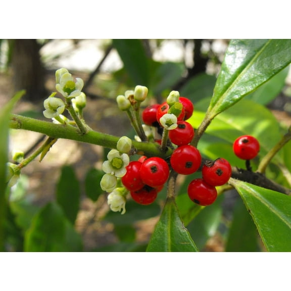 Yerba Mate Plant 4-7" Tall for Planting, Ilex Paraguariensis Tea Plant, Herb Tree, Indoor/ Outdoor