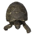 thumbnail image 5 of Marine Reptile Lifelike Galapagos Tortoise Taxidermy Replica Figurine 8"L, 5 of 9