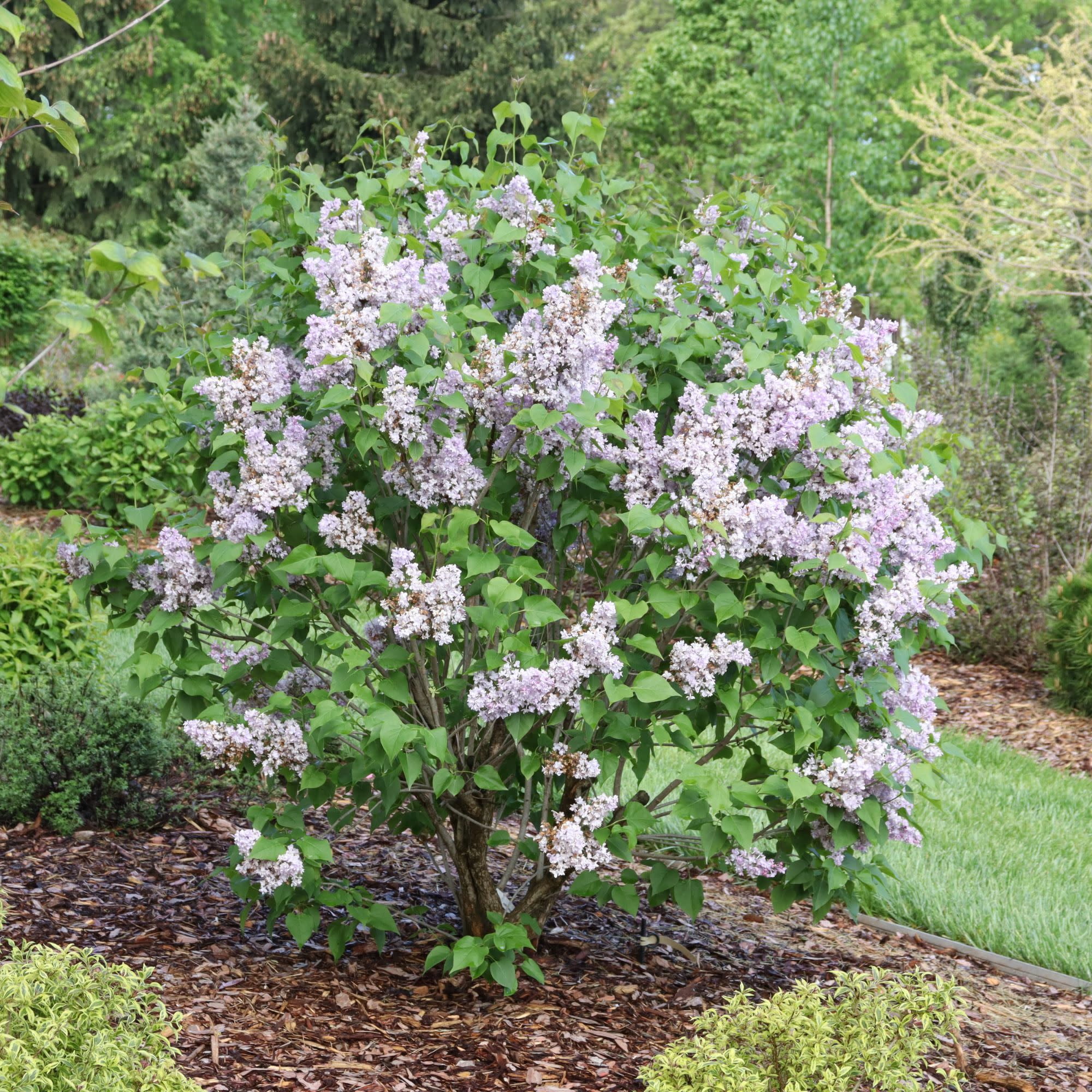 Proven Winners ColorChoice 5" Purple Scentara Double Blue Lilac Live Plant in 4.5" Pot (4 Count)