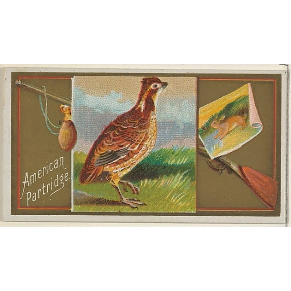American Partridge, from the Game Birds series (N13) for Allen & Ginter Cigarettes Brands Poster Print (18 x 24)