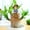 A, variant on Clearance Under $5!Yyuenw Brazilian Wood Potted Plant Decoration for Home Office Decorations