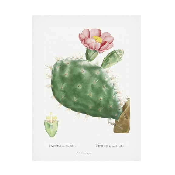 Trademark Fine Art Pierre Redoute Redoute Cactus III Canvas Wall Art