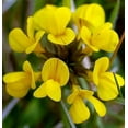 thumbnail image 2 of Birds Foot 500 Seeds - Lotus Corniculatus | Exotic and Fast Growing | Ships from Iowa, USA, 2 of 2
