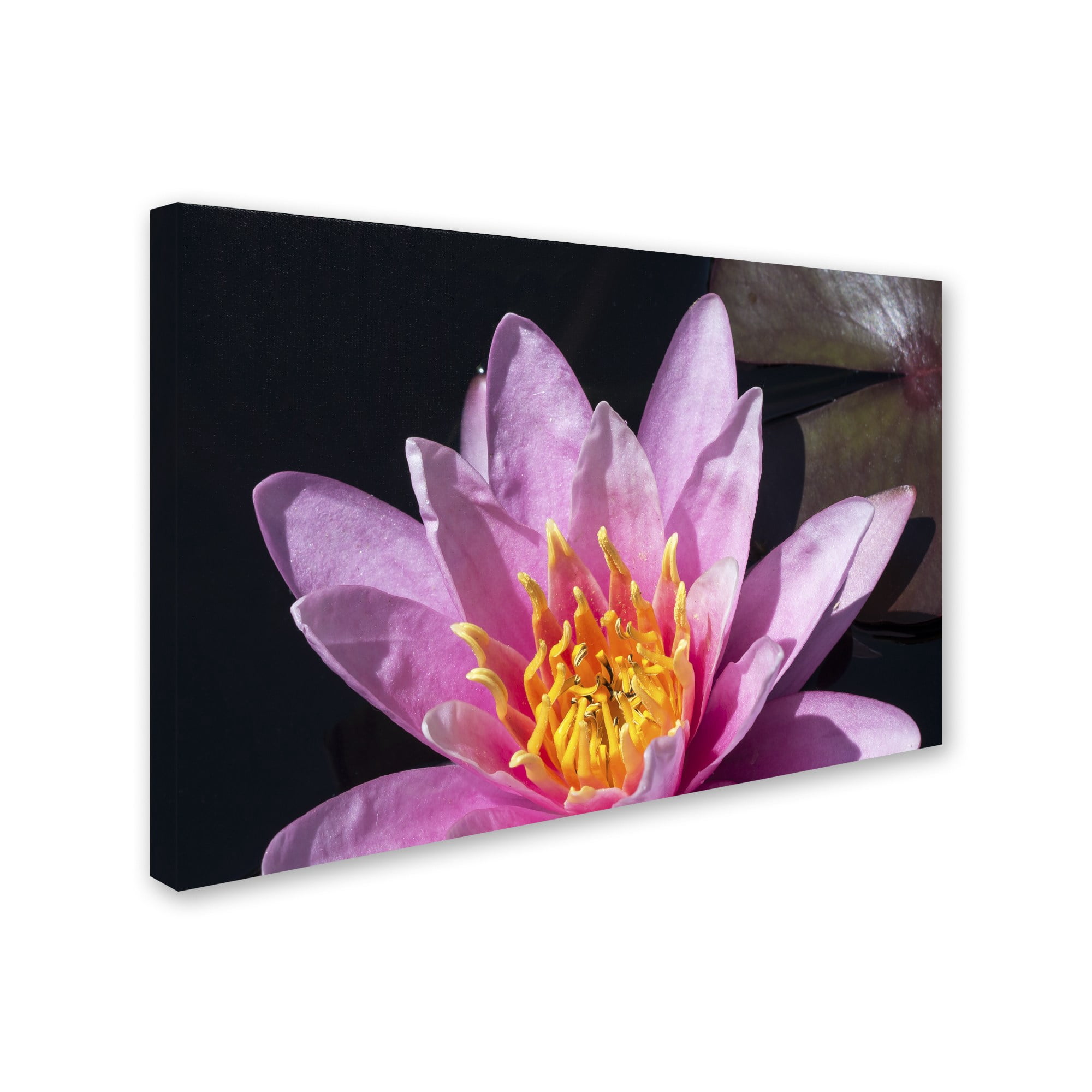 Trademark Fine Art "Pink Lotus" Canvas Art by Kurt Shaffer