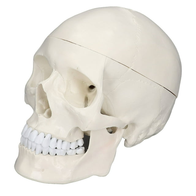 Modelo de cráneo de cabeza humana, simulación 1:1 modelo de cráneo de PVC de cabeza humana modelo de cráneo meticulosamente diseñado