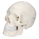 thumbnail image 4 of Modelo de cráneo de cabeza humana, simulación 1:1 modelo de cráneo de cabeza humana modelo de cráneo de PVC probado profesionalmente, 4 of 8