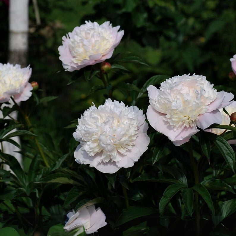 10 Rare Madame Clot Peony Seeds - Heirloom Peony Seeds for Garden Blooms